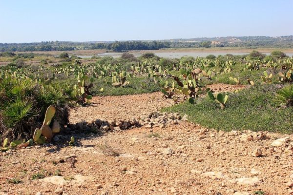Distesa di cactus nella Riserva di Vendicari