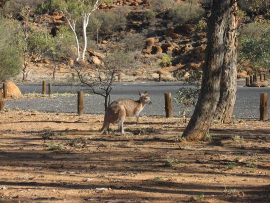 Canguro outback Australia