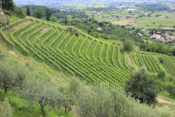 Panorama dei vigneti terrazzati sul Monte Quarin a Cormons