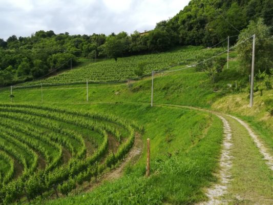 Il sentiero del Cret a Cormons