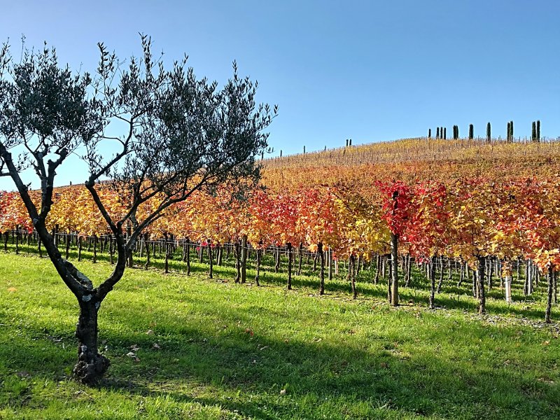 Un vigneto dell'azienda agricola Tunella a Spessa (Udine)