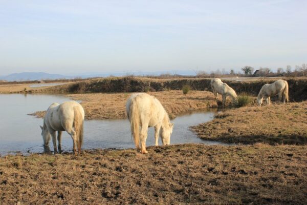 Cavalli Camargue nella Riserva Naturale Isola della Cona