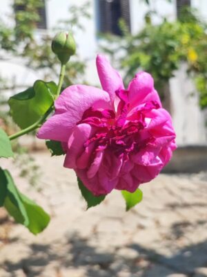 Rosa Bourbon nel giardino del Monastero di Castagnevizza a Nova Gorica